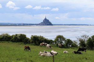 vue mont saint michel, prairie et vaches normandes